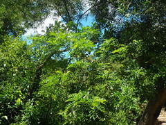 Zanthoxylum avicennae, photograph author not stated, no rights reserved