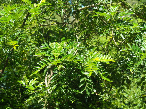 Zanthoxylum avicennae, photograph 4