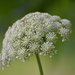 Wild Carrot - Photo (c) lvconrad1977, some rights reserved (CC BY-NC), uploaded by lvconrad1977