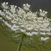 Wild Carrot - Photo (c) lvconrad1977, some rights reserved (CC BY-NC), uploaded by lvconrad1977