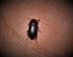 Opatroides punctulatus