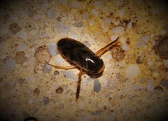 Corixa