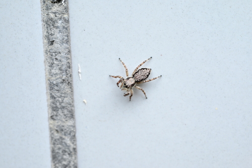 Menemerus fulvus