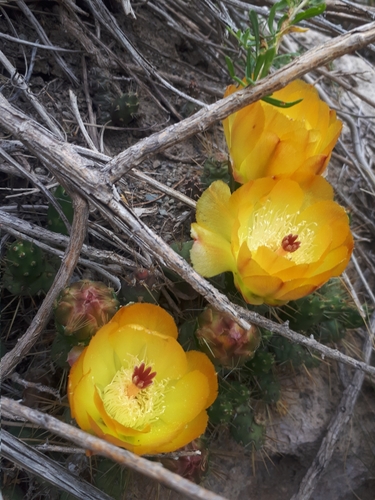 Maihueniopsis ovata