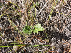 Sceptridium multifidum