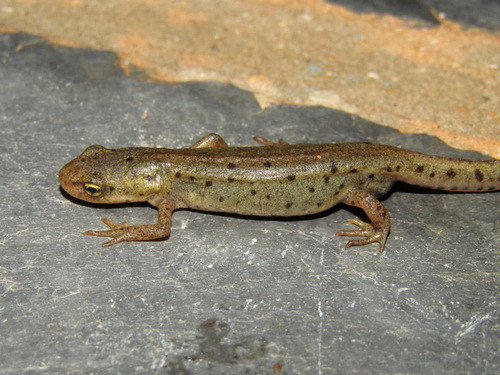 Bosca's newt