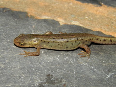 Bosca's Newt photo 1