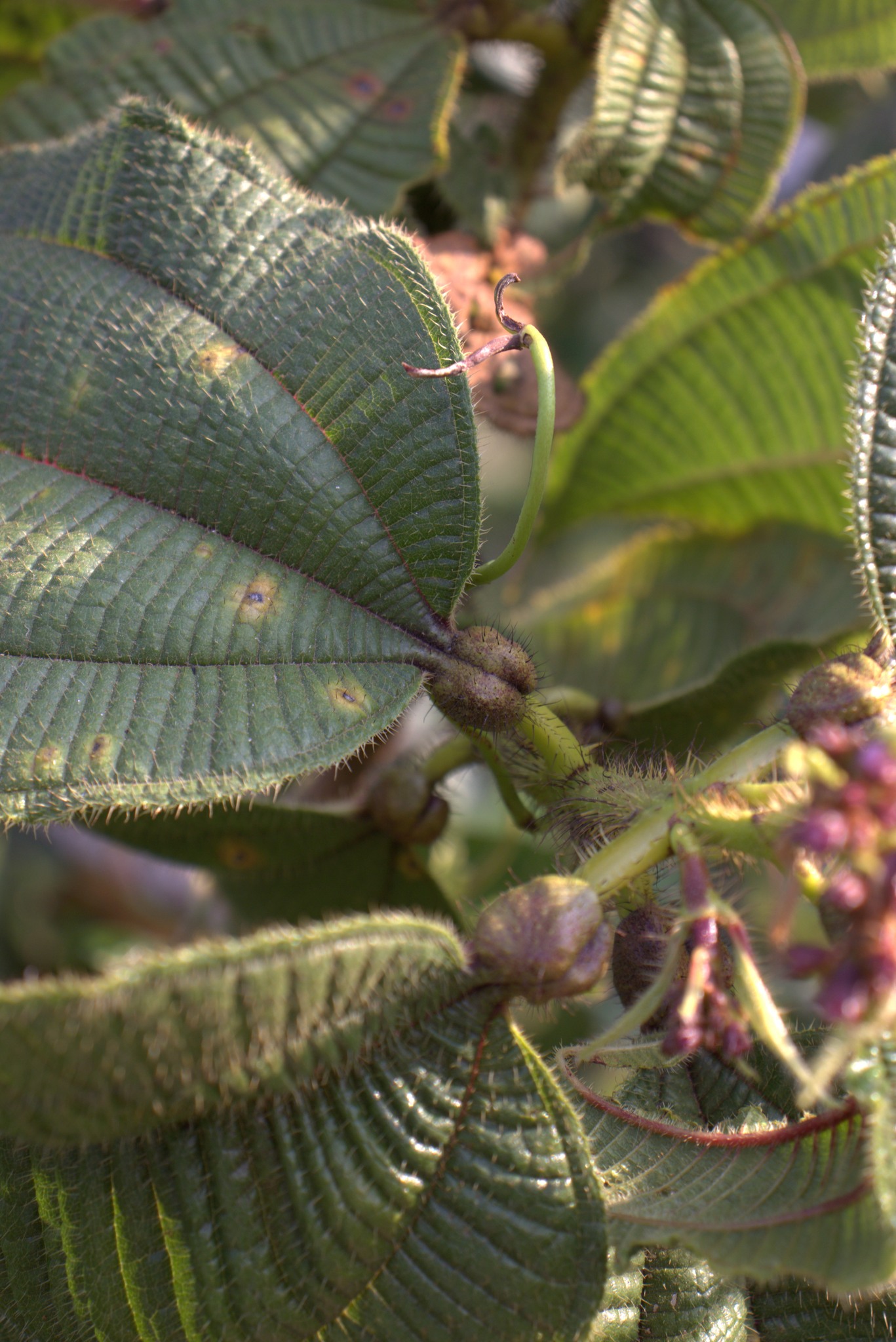 Miconia tococa