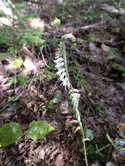 Spiranthes lacera lacera