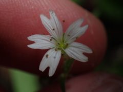 Pseudostellaria jamesiana