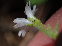 Pseudostellaria jamesiana