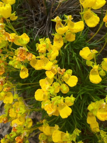 Calceolaria pinifolia, photograph 6