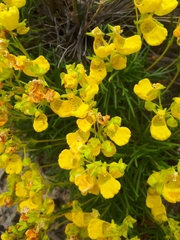Calceolaria pinifolia, photograph (c) Nahuel Di Marco, some rights reserved (CC BY)