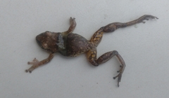 Red Snouted Treefrog photo 4