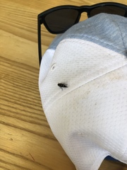 Hoshihananomia octopunctata