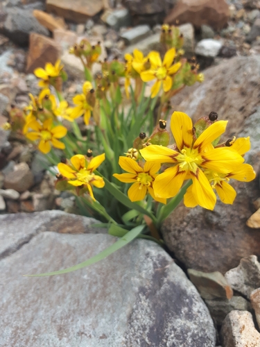 Sisyrinchium macrocarpum, photograph 3
