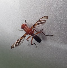 Tritoxa incurva