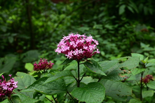 rose glorybower