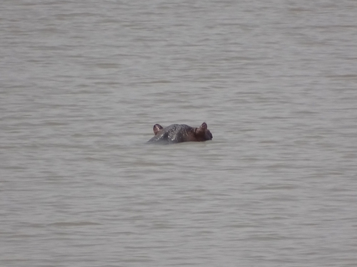 Common Hippopotamus