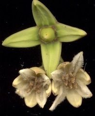 Rhizophora mucronata