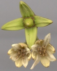 Rhizophora mucronata