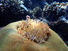 Amphiprion perideraion