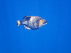 Balistoides viridescens