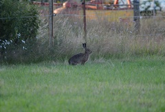 Lepus europaeus