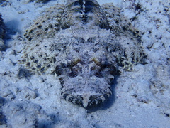 Cymbacephalus beauforti