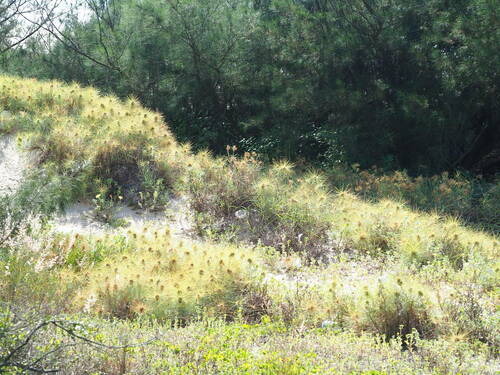 Image of Spinifex littoreus by no rights reserved