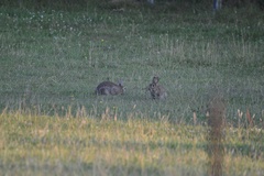 Oryctolagus cuniculus