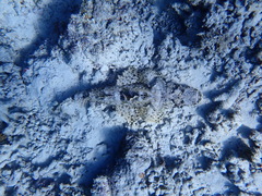 Cymbacephalus beauforti