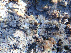 Cymbacephalus beauforti