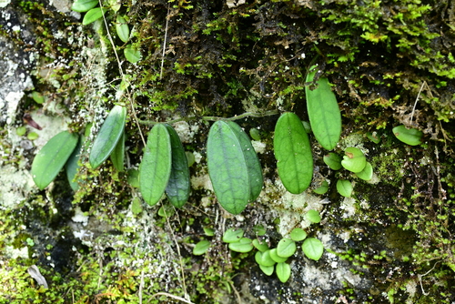 Hoya sichuanensis
