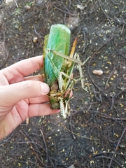 Pseudophyllanax imperialis