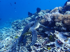 Eretmochelys imbricata