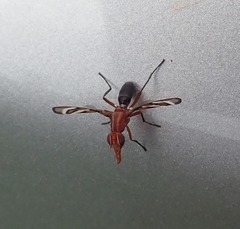 Tritoxa incurva