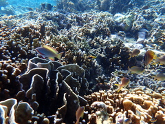 Pseudanthias huchtii