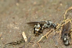 Aphilanthops frigidus