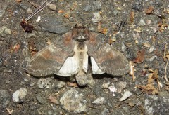 Peridea bordeloni