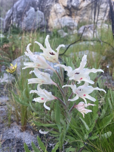 Image of Gladiolus undulatus by (c) jeanetteclarke, some rights reserved (CC BY-SA)