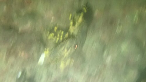 ゾウリエビの写真