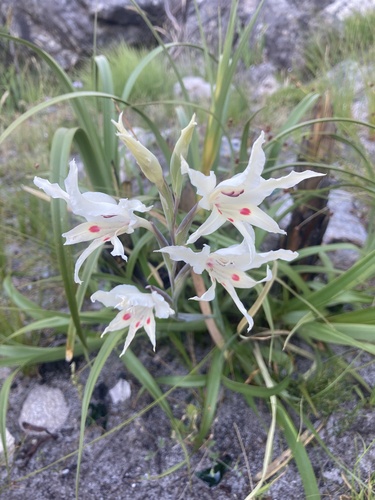 Image of Gladiolus undulatus by (c) jeanetteclarke, some rights reserved (CC BY-SA)