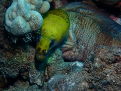 Gymnothorax rueppelliae