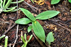 Mesadenus polyanthus