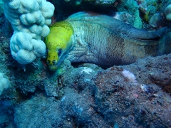 Gymnothorax rueppelliae