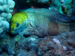 Gymnothorax rueppelliae