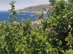 Ceanothus thyrsiflorus griseus