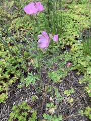 Malva alcea