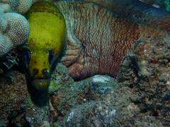 Gymnothorax rueppelliae